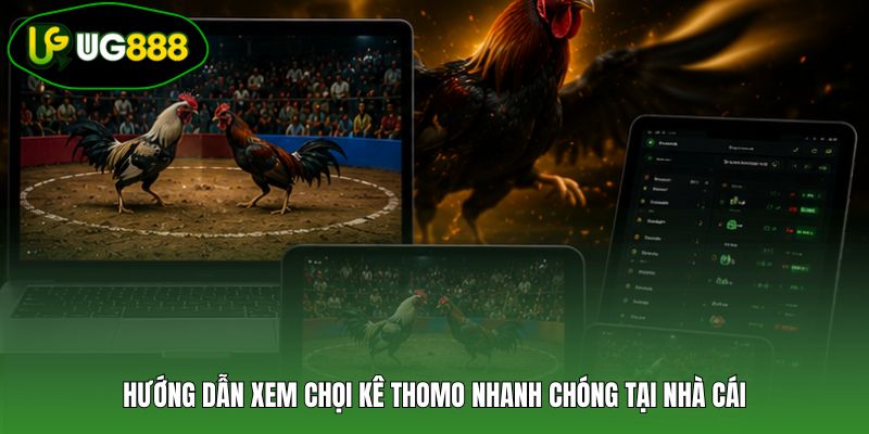 Hướng dẫn xem chọi kê Thomo nhanh chóng tại nhà cái