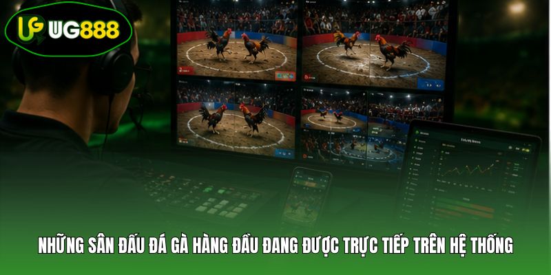 Những sân đấu đá gà hàng đầu đang được trực tiếp trên hệ thống